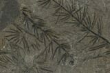 Fossil Pennsylvanian Horsetail (Asterophyllites) Plate - France #114667-1